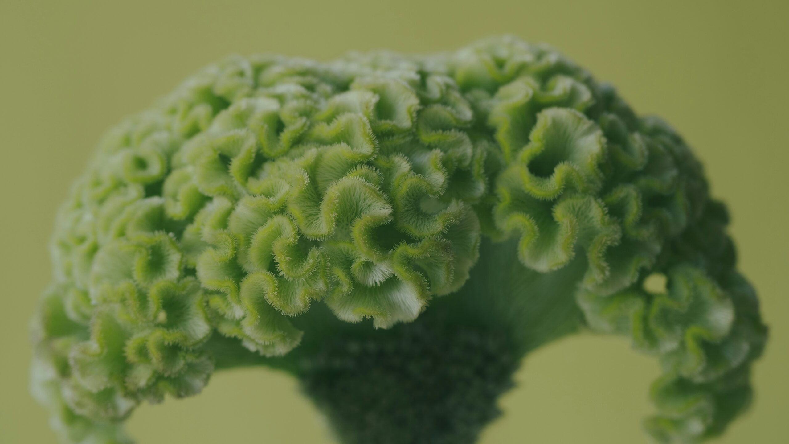 broccoli close up image of broccoli